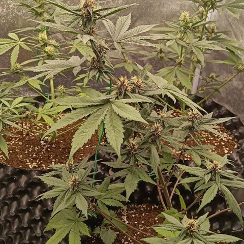 Purple Punch Autoflower growlog timeline photo