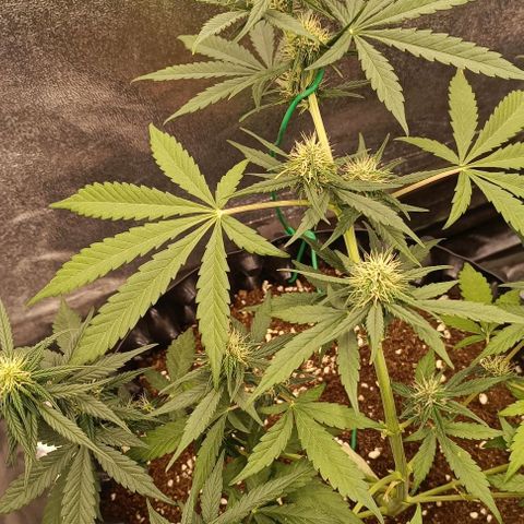 Purple Punch Autoflower growlog timeline photo