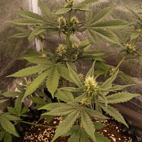 Purple Punch Autoflower growlog timeline photo