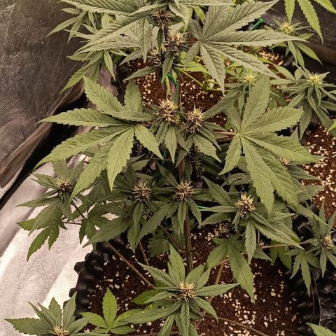 Purple Punch Autoflower growlog timeline photo