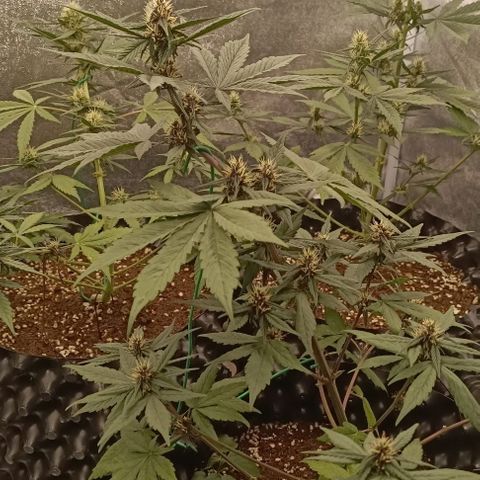 Purple Punch Autoflower growlog timeline photo