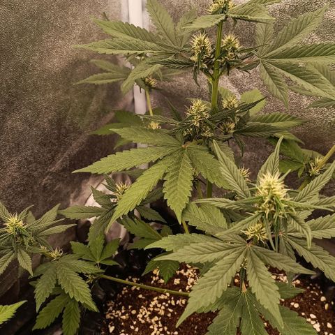 Purple Punch Autoflower growlog timeline photo