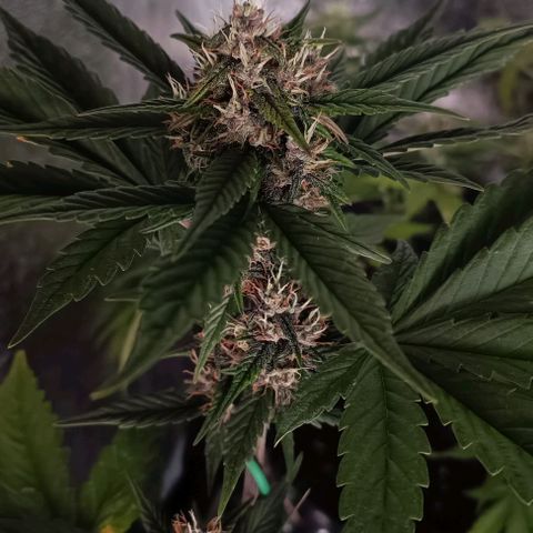 Purple Punch Autoflower growlog timeline photo