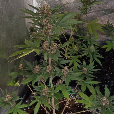 Purple Punch Autoflower growlog timeline photo