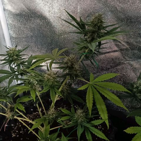Purple Punch Autoflower growlog timeline photo