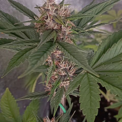 Purple Punch Autoflower growlog timeline photo