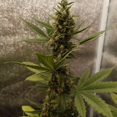 Purple Punch Autoflower growlog timeline photo