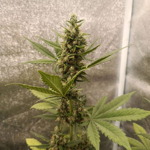 Purple Punch Autoflower growlog timeline photo