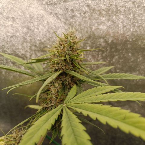 Purple Punch Autoflower growlog timeline photo