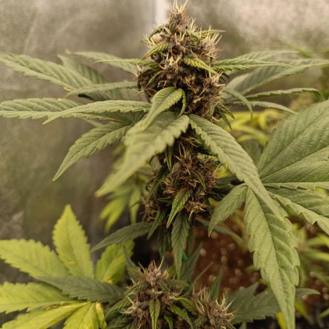 Purple Punch Autoflower growlog timeline photo