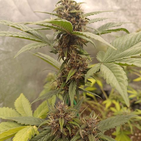 Purple Punch Autoflower growlog timeline photo