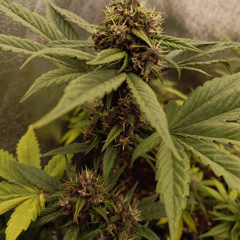 Purple Punch Autoflower growlog timeline photo