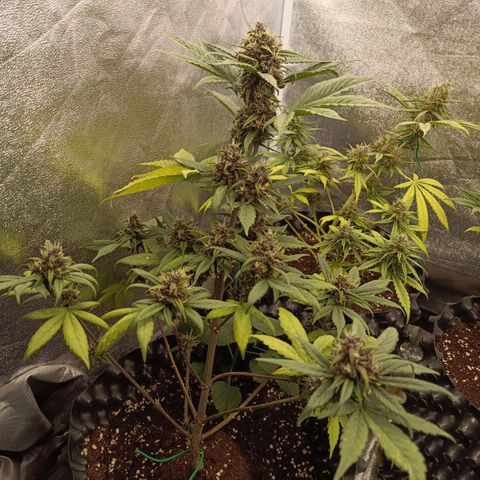 Purple Punch Autoflower growlog timeline photo