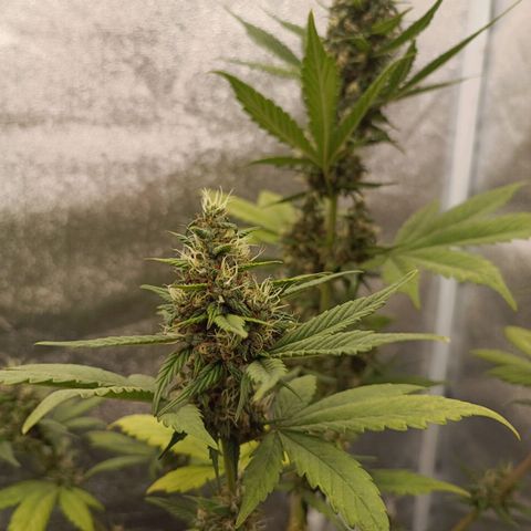 Purple Punch Autoflower growlog timeline photo