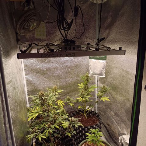 Purple Punch Autoflower growlog timeline photo