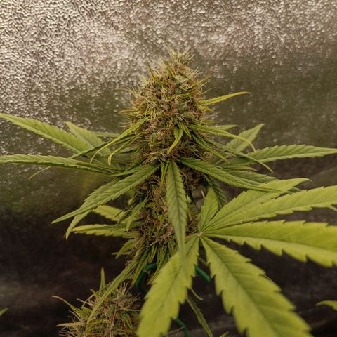 Purple Punch Autoflower growlog timeline photo