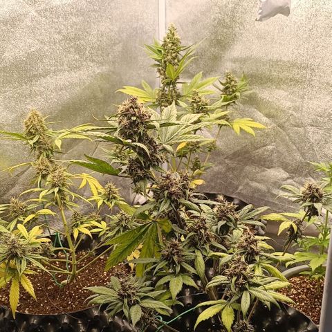 Purple Punch Autoflower growlog timeline photo