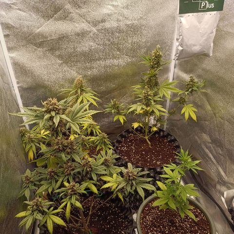 Purple Punch Autoflower growlog timeline photo