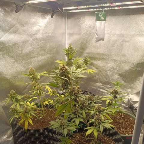 Purple Punch Autoflower growlog timeline photo