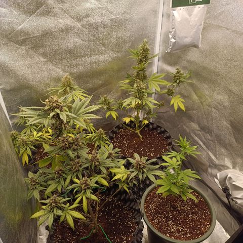 Purple Punch Autoflower growlog timeline photo