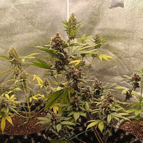 Purple Punch Autoflower growlog timeline photo