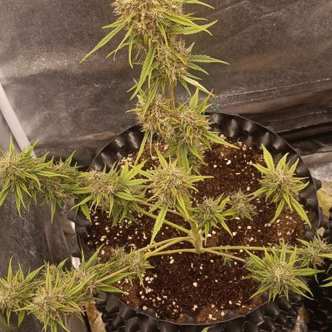 Purple Punch Autoflower growlog timeline photo