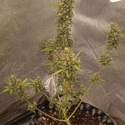 Purple Punch Autoflower growlog timeline photo
