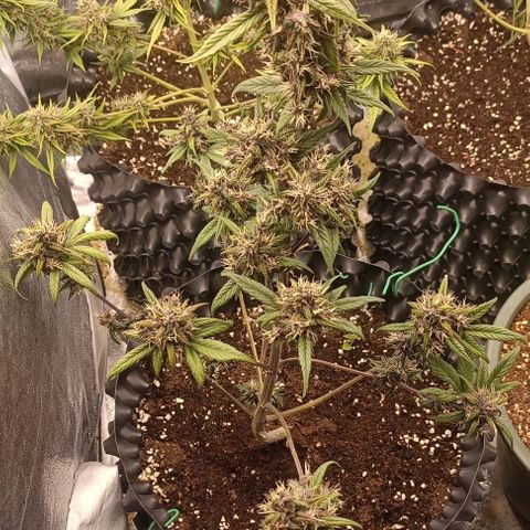Purple Punch Autoflower growlog timeline photo