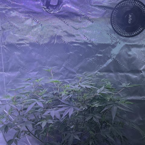 Unknown strain growlog timeline photo