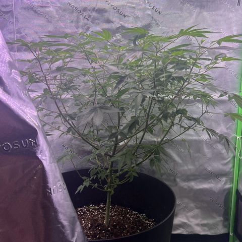 Unknown strain growlog timeline photo