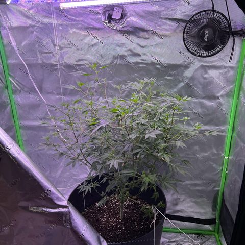 Unknown strain growlog timeline photo