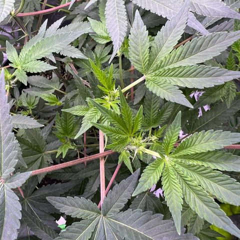 Unknown strain growlog timeline photo