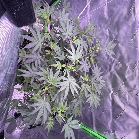 Unknown strain growlog timeline photo