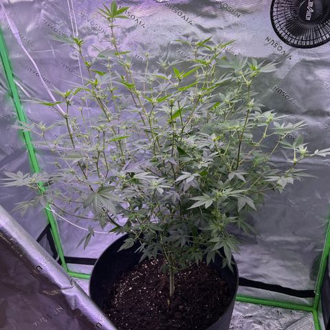 Unknown strain growlog timeline photo