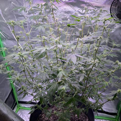 Unknown strain growlog timeline photo