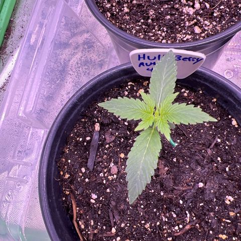 HulkBerry Automatic growlog timeline photo