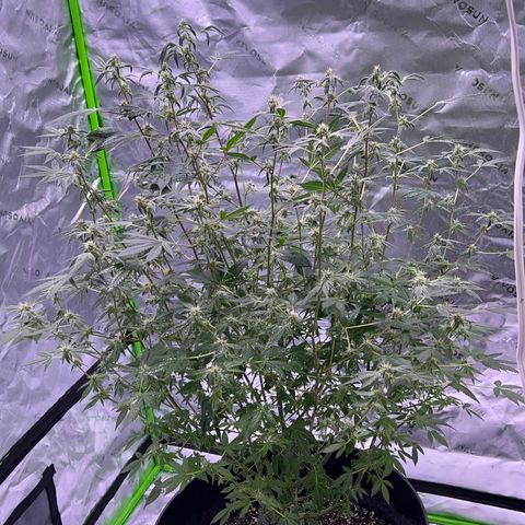 Unknown strain growlog timeline photo