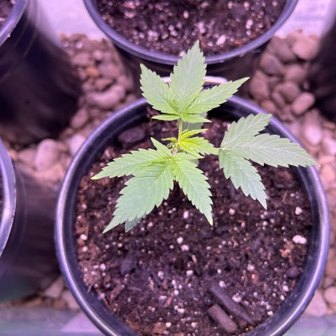 HulkBerry Automatic growlog timeline photo