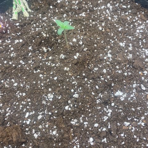 Milky Way F1 (Royal Queen Seeds) growlog photo: Before water/After water 