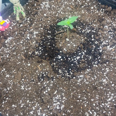 Milky Way F1 (Royal Queen Seeds) growlog timeline photo