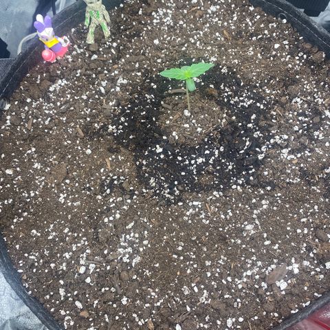 Milky Way F1 (Royal Queen Seeds) growlog timeline photo