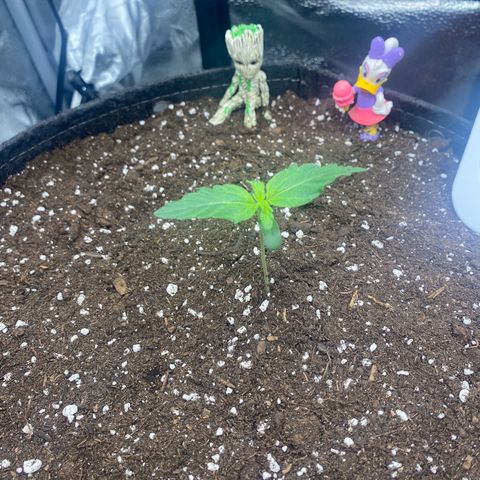 Milky Way F1 (Royal Queen Seeds) growlog timeline photo
