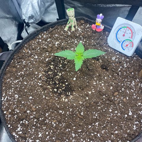 Milky Way F1 (Royal Queen Seeds) growlog timeline photo