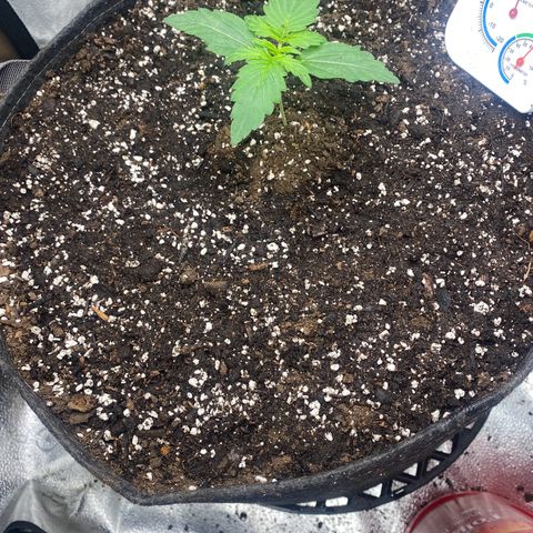 Milky Way F1 (Royal Queen Seeds) growlog timeline photo
