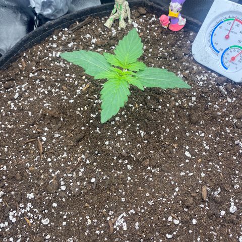 Milky Way F1 (Royal Queen Seeds) growlog timeline photo