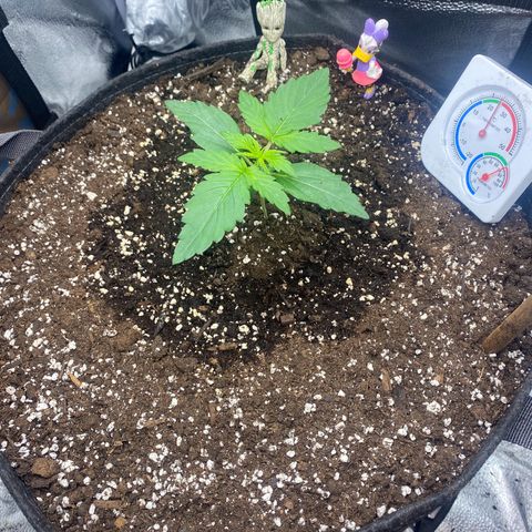 Milky Way F1 (Royal Queen Seeds) growlog timeline photo