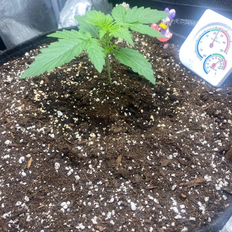 Milky Way F1 (Royal Queen Seeds) growlog timeline photo