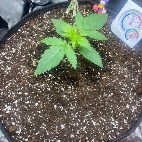 Milky Way F1 (Royal Queen Seeds) growlog timeline photo