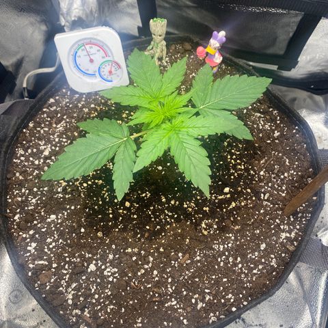 Milky Way F1 (Royal Queen Seeds) growlog timeline photo