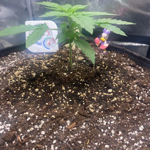 Milky Way F1 (Royal Queen Seeds) growlog timeline photo